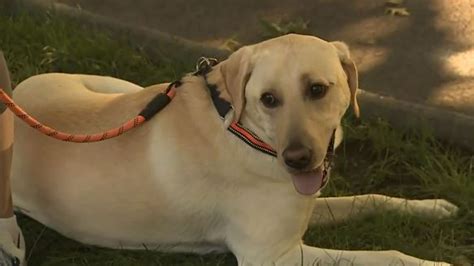 National Grid conducting inspections after dog shocked in Swampscott